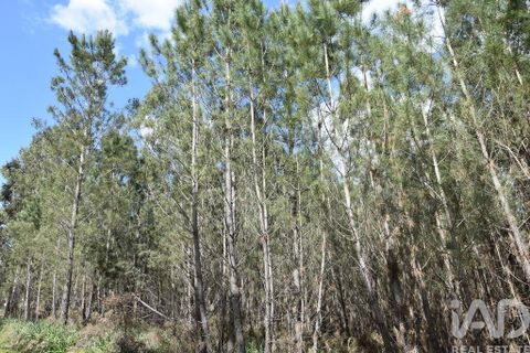 Terra a Ourem, Santarem, Ourem - € 7.500 | Ref: 140767 - foto 9