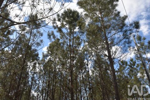 Terra a Ourem, Santarem, Ourem - € 7.500 | Ref: 140767 - foto 12