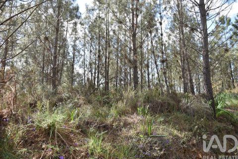 Terra a Ourem, Santarem, Ourem - € 7.500 | Ref: 140767 - foto 13