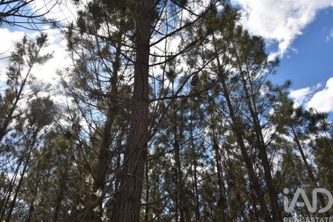 Terra a Ourem, Santarem, Ourem - € 7.500 | Ref: 140767 - foto 14