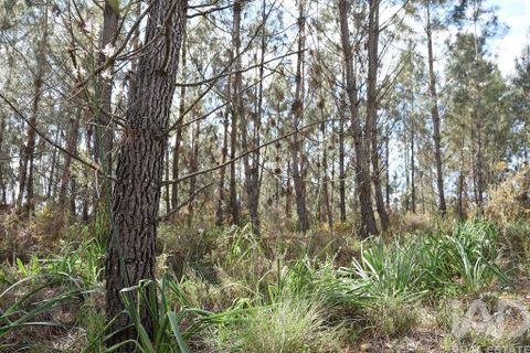 Terra a Ourem, Santarem, Ourem - € 7.500 | Ref: 140767 - foto 15