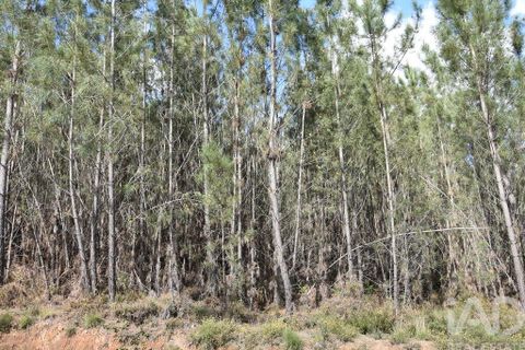 Terra a Ourem, Santarem, Ourem - € 7.500 | Ref: 140767 - foto 16