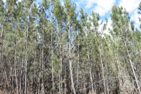 Terra a Ourem, Santarem, Ourem - € 7.500 | Ref: 140767 - foto 17