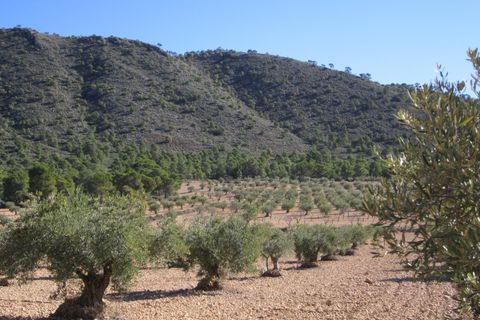 Helårsgrund i Yecla, Murcia, Yecla - € 24.000 | Ref: 41050-PB - foto 2