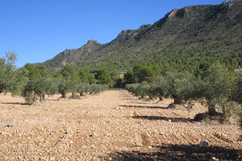Helårsgrund i Yecla, Murcia, Yecla - € 24.000 | Ref: 41050-PB - foto 3