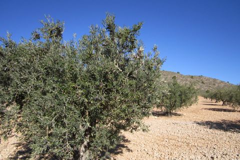 Helårsgrund i Yecla, Murcia, Yecla - € 24.000 | Ref: 41050-PB - foto 5