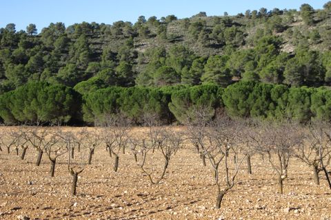 Helårsgrund i Yecla, Murcia, Yecla - € 12.000 | Ref: 41049-PB - foto 1