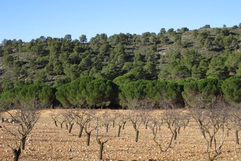 Helårsgrund i Yecla, Murcia, Yecla - € 12.000 | Ref: 41049-PB - foto 2