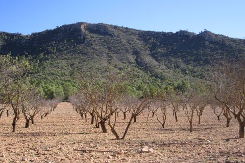 Helårsgrund i Yecla, Murcia, Yecla - € 12.000 | Ref: 41049-PB - foto 3