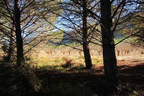 Helårsgrund i Yecla, Murcia, Yecla - € 12.000 | Ref: 41049-PB - foto 6