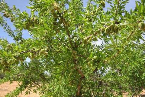 Terra a Yecla, Murcia, Yecla - € 14.000 | Ref: 41048-PB - foto 3