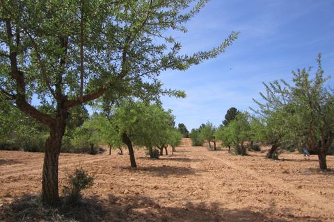 Terra a Yecla, Murcia, Yecla - € 14.000 | Ref: 41048-PB - foto 4