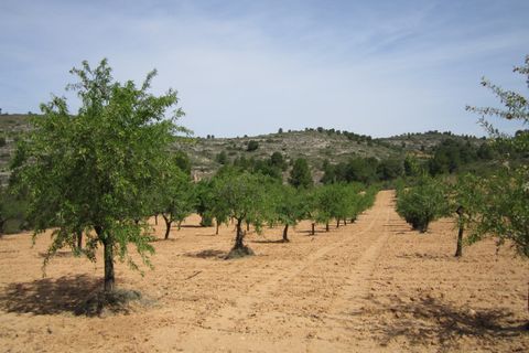 Terra a Yecla, Murcia, Yecla - € 14.000 | Ref: 41048-PB - foto 6