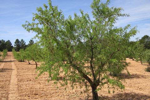 Terra a Yecla, Murcia, Yecla - € 14.000 | Ref: 41048-PB - foto 7