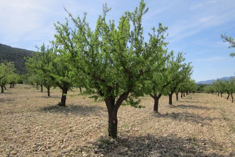 Helårsgrund i Yecla, Murcia, Yecla - € 15.000 | Ref: 41046-PB - foto 1
