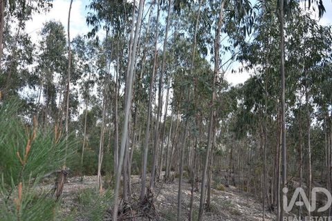 Helårsgrund i Ourem, Santarem, Ourem - € 9.900 | Ref: 140766 - foto 3