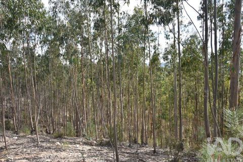Helårsgrund i Ourem, Santarem, Ourem - € 9.900 | Ref: 140766 - foto 7
