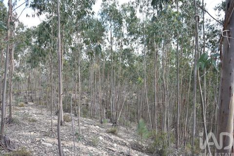 Helårsgrund i Ourem, Santarem, Ourem - € 9.900 | Ref: 140766 - foto 26