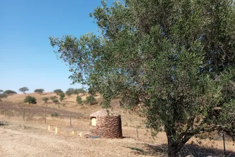 Farm hus i Serpa, Beja, Serpa - € 340.000 | Ref: C0237-03228 - foto 29