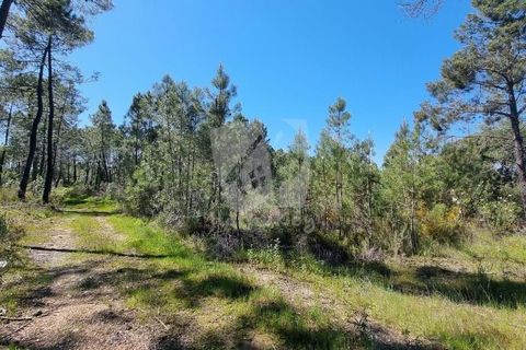 Helårsgrund i Castelo Branco, Castelo Branco, Castelo Branco - € 34.000 | Ref: H738 - foto 25