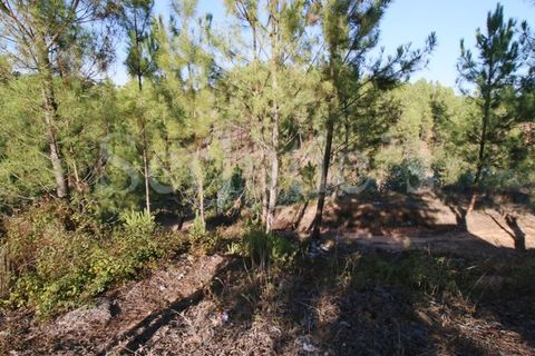 Helårsgrund i Abrantes, Santarem, Abrantes - € 15.000 | Ref: SLTMSAC.10084 - foto 10