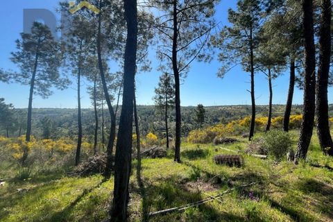 Helårsgrund i Castelo Branco, Castelo Branco, Castelo Branco - € 67.500 | Ref: 4866 - foto 25