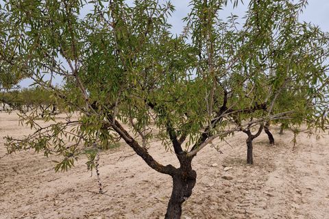 Terra a Moratalla, Murcia, Moratalla - € 1.999.000 | Ref: es5553596 - foto 7