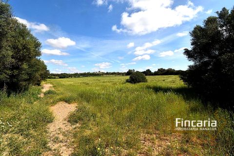 Terra a Felanitx, Mallorca - foto 2