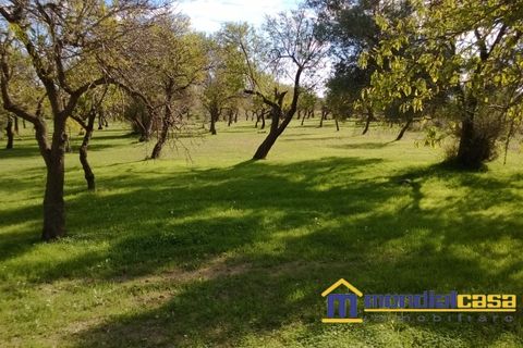 Landejendom i Noto, Siracusa, Noto - € 8.000 | Ref: ECR-19 - foto 4