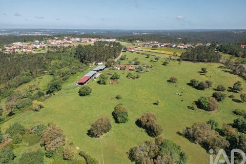 Terra a Leiria, Leiria, Leiria - € 1.080.000 | Ref: 140280 - foto 10