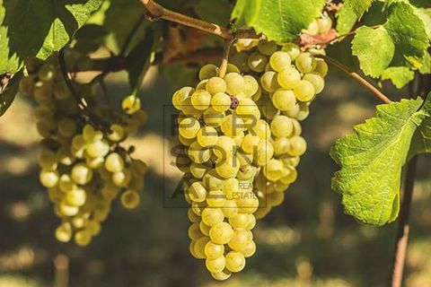 Terra a Dro, Trento, Dro - € 450.000 | Ref: T-AG-031 - foto 2