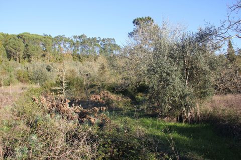 Terra a Condeixa-a-Nova, Coimbra, Condeixa-a-Nova - € 28.600 | Ref: C0444-00644 - foto 4