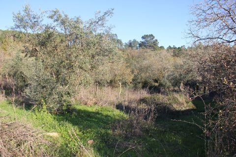 Terra a Condeixa-a-Nova, Coimbra, Condeixa-a-Nova - € 28.600 | Ref: C0444-00644 - foto 6