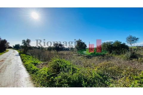Terra a Assentiz, Santarem, Assentiz - € 10.000 | Ref: 131.25 - foto 4