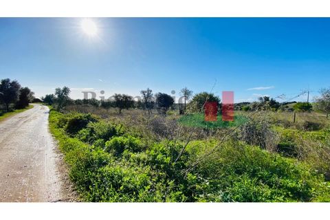 Terra a Assentiz, Santarem, Assentiz - € 10.000 | Ref: 131.25 - foto 5