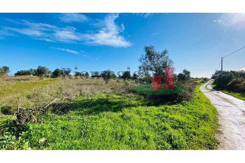 Terra a Assentiz, Santarem, Assentiz - € 10.000 | Ref: 131.25 - foto 13