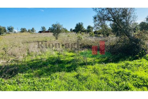 Terra a Assentiz, Santarem, Assentiz - € 10.000 | Ref: 131.25 - foto 14