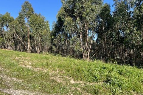 Helårsgrund i Matacaes, Lisbon, Matacaes - € 2.274.000 | Ref: MM97212MC - foto 14
