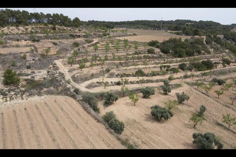 Grond in Caseres, Tarragona, Caseres - € 54.500 | Ref: EXP09782/8930 - foto 4