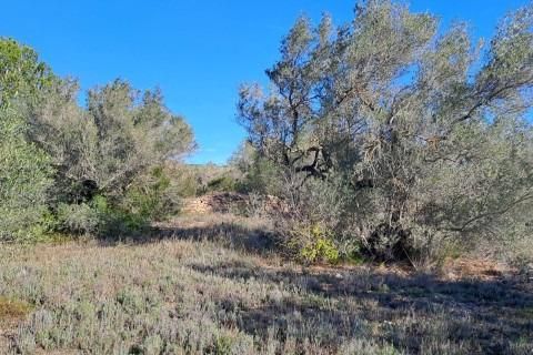Landejendom i Tortosa, Tarragona, Tortosa - € 169.500 | Ref: Fin_Mallorquins_Alba/7003 - foto 20