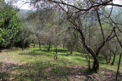 Terra a Londa, Florence, Londa - € 60.000 | Ref: 0112-6 - foto 8