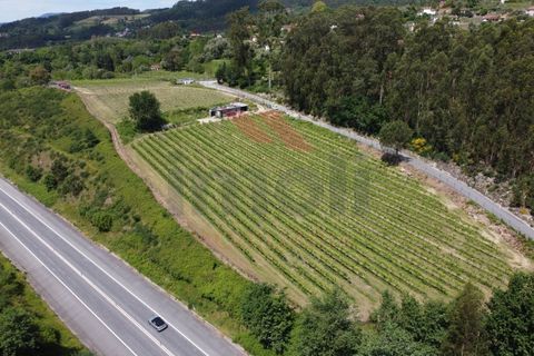 Helårsgrund i Jolda (Sao Paio), Viana do Castelo, Jolda (Sao Paio) - € 197.500 | Ref: AVV-2412-MS-0425 - foto 4