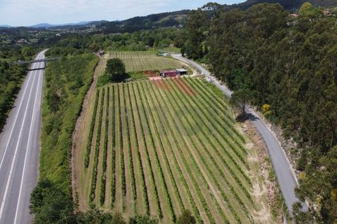 Helårsgrund i Jolda (Sao Paio), Viana do Castelo, Jolda (Sao Paio) - € 197.500 | Ref: AVV-2412-MS-0425 - foto 7