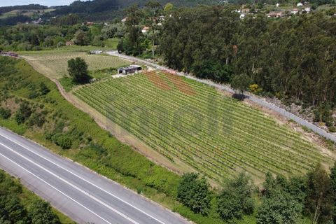 Helårsgrund i Jolda (Sao Paio), Viana do Castelo, Jolda (Sao Paio) - € 197.500 | Ref: AVV-2412-MS-0425 - foto 13