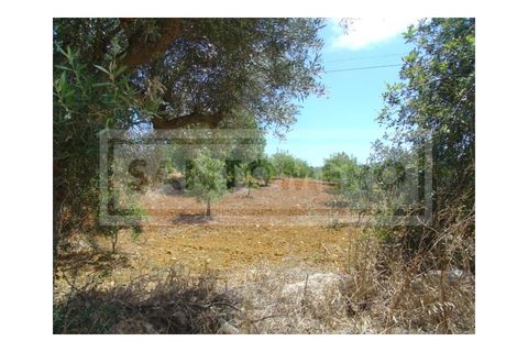Terra a Guia, Faro, Guia - € 150.000 | Ref: 917 - foto 3