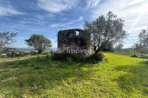Terra a Assentiz, Santarem, Assentiz - € 60.000 | Ref: 01516-25 - foto 3
