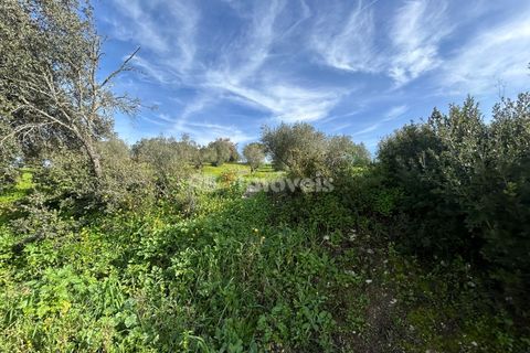 Terra a Assentiz, Santarem, Assentiz - € 60.000 | Ref: 01516-25 - foto 11