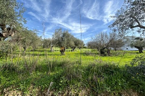 Terra a Assentiz, Santarem, Assentiz - € 60.000 | Ref: 01516-25 - foto 13