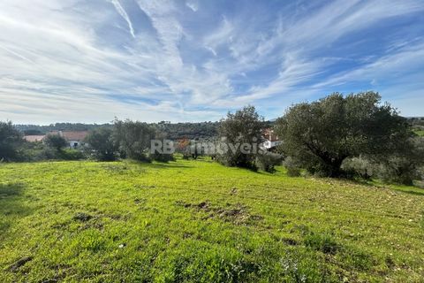 Terra a Assentiz, Santarem, Assentiz - € 60.000 | Ref: 01516-25 - foto 5