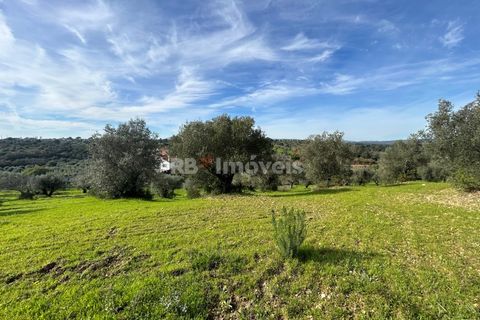 Terra a Assentiz, Santarem, Assentiz - € 60.000 | Ref: 01516-25 - foto 16